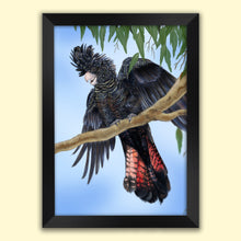 Load image into Gallery viewer, Red-tailed black cockatoo wall art in a black frame.
