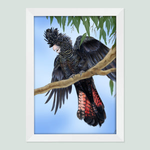 Red-tailed black cockatoo wall art in a white frame.