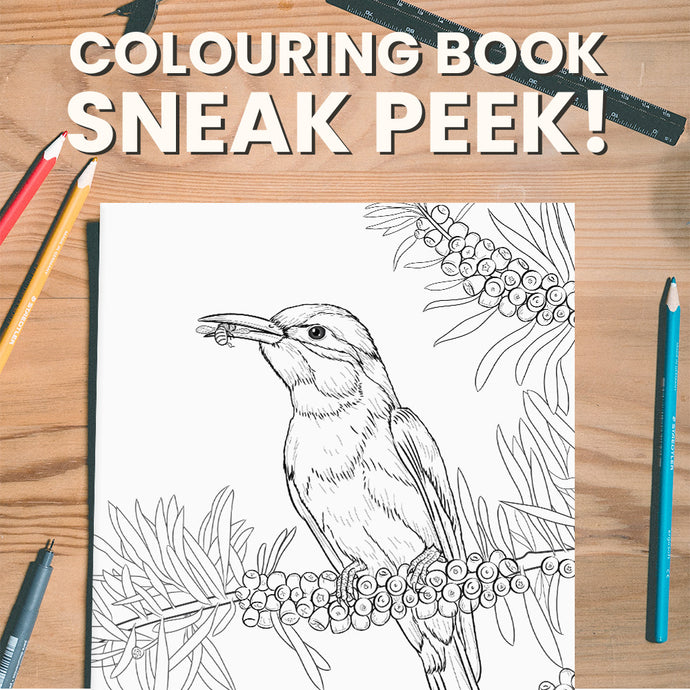 Australian Birds Coloring Book PDF Free Download