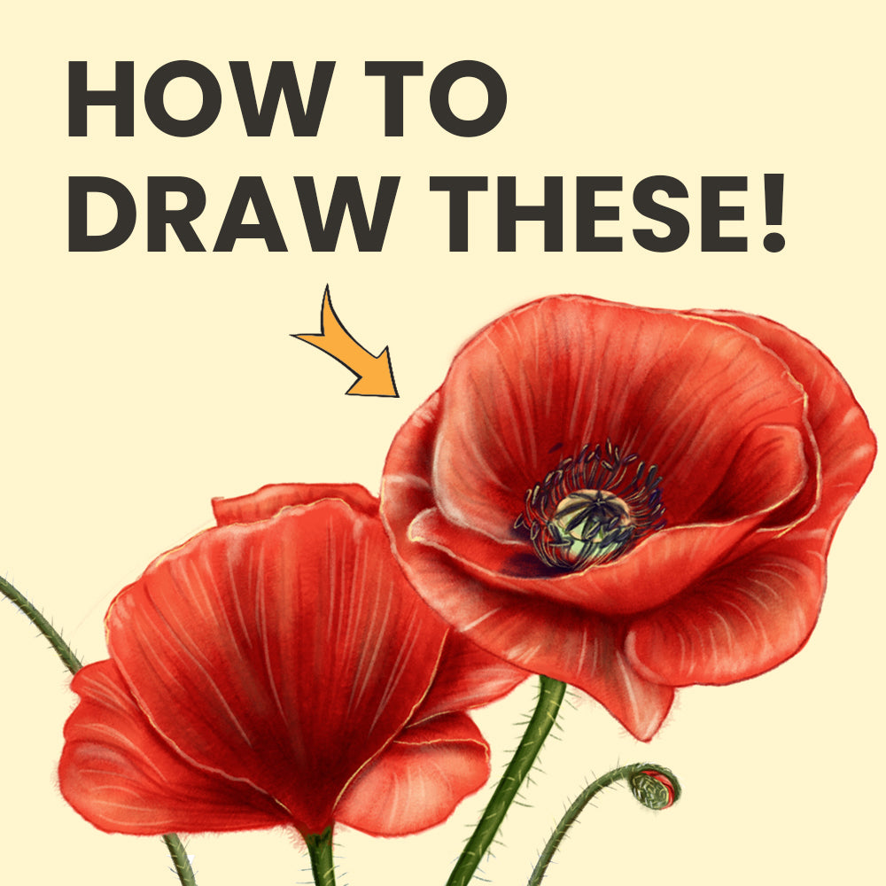 How to Draw a Poppy: Step-by-Step Guide for Beginners