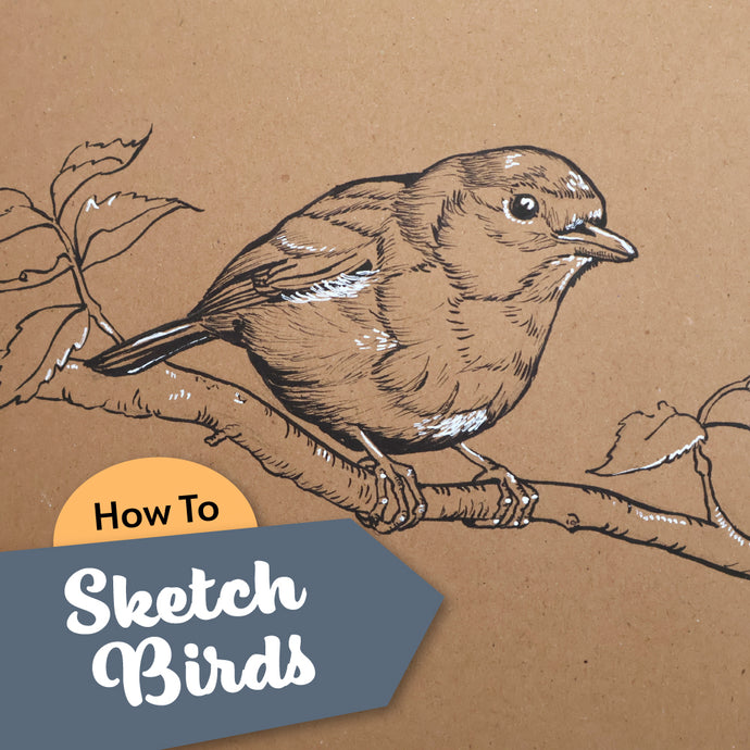 A Guide to Sketching Birds Easily- Video Tutorial