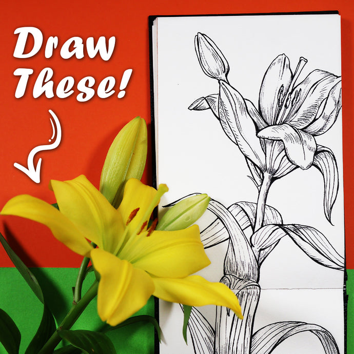 Learn How to Draw the Lily Flower, Petals, and Leaves