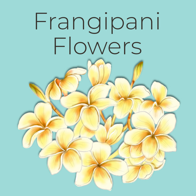 How to Draw a Frangipani Bloom Easily