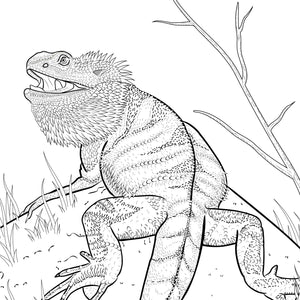 Bearded Dragon colouring pages adults.