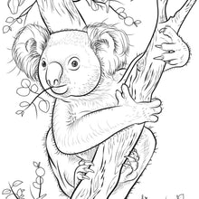 Load image into Gallery viewer, Koala Colouring sheet.
