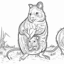 Load image into Gallery viewer, Cute Animal Colouring In Pages| Adorable Australian wildlife | 15 Colouring sheets
