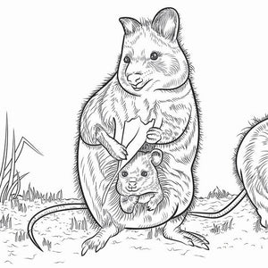 Cute Animal Colouring In Pages| Adorable Australian wildlife | 15 Colouring sheets