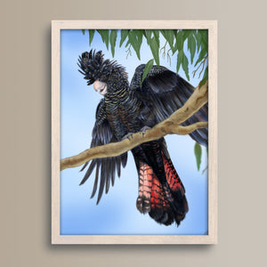 Red-tailed black cockatoo wall art in a wooden frame.