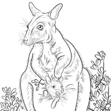 Load image into Gallery viewer, Kangaroo Australian animal colouring in.
