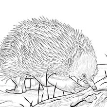 Load image into Gallery viewer, Echidna colouring in pages to print.
