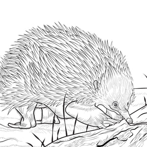 Echidna colouring in pages to print.