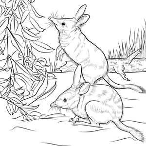 Bilby colouring pages you can print.
