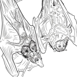 Australian flying fox colouring pages to print.